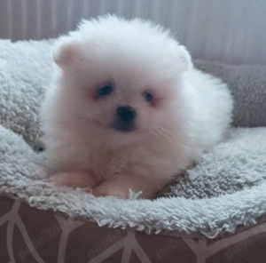 Băiețel Pomeranian disponibil cel din poză 