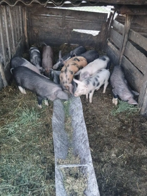 De Vânzare 10 bucăți 25 30 35 kg unul castrați vacinați  - imagine 3