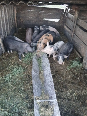 De Vânzare 10 bucăți 25 30 35 kg unul castrați vacinați 