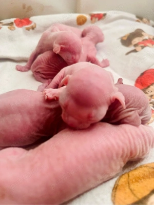 Pisicuțe Sphynx  - imagine 3