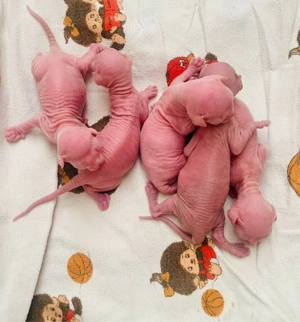 Pisicuțe Sphynx  - imagine 2