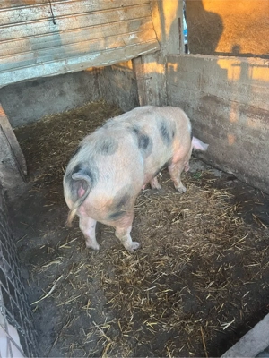 de vinzare 90..100 kg  - imagine 2