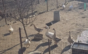 Gâscani și rățoi de anul trecut 