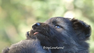 Pui ciobanesc german linie de lucru cu par lung si scurt, pedigree tip a