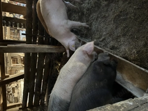 Vânzare porcine - imagine 3
