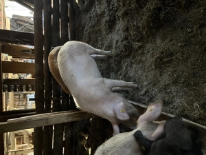 Vânzare porcine - imagine 2