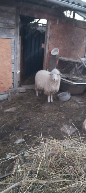 Vind 4 Oi , una fatata - imagine 3