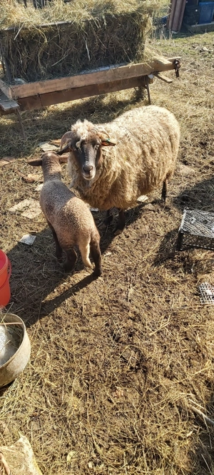 Vind 4 Oi , una fatata - imagine 5