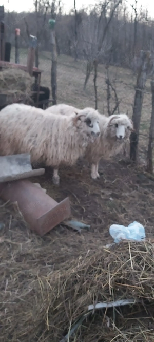 Vind 4 Oi , una fatata - imagine 2