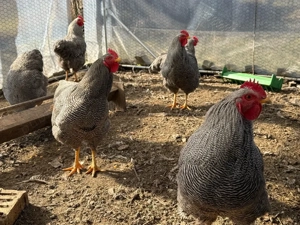 Cocoși rasa Plymouth rock barat - imagine 2