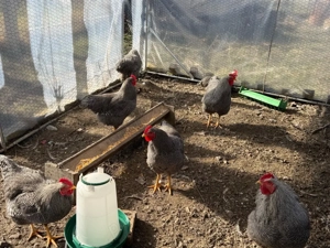 Cocoși rasa Plymouth rock barat - imagine 3