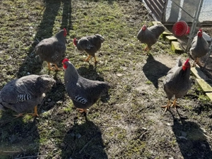 Cocoși rasa Plymouth rock barat - imagine 5