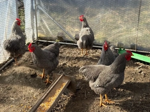 Cocoși rasa Plymouth rock barat - imagine 4