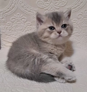 British chinchila golden blue  - imagine 1