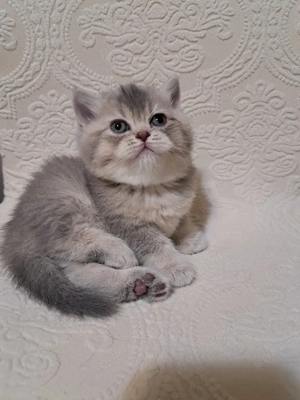 British chinchila golden blue 