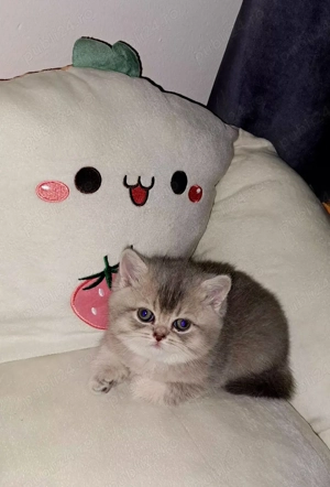 British chinchila golden blue  - imagine 4