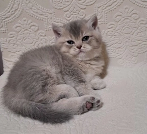 British chinchila golden blue  - imagine 2