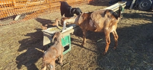 Capre anglo si carpatine  - imagine 2