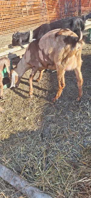 Capre anglo si carpatine 