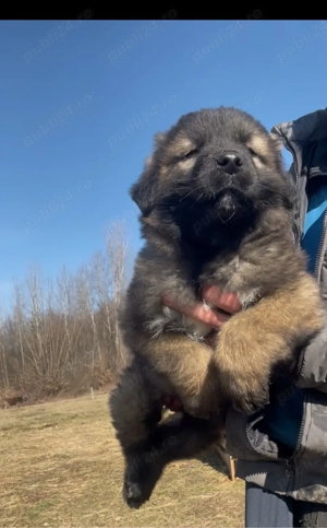 vand catel ciobanesc 