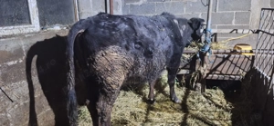 Junca gestnata in 4 luni - imagine 2