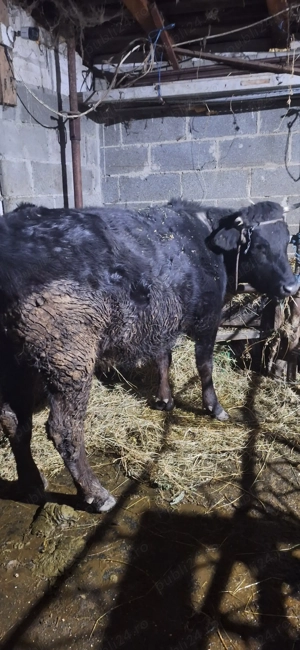 Junca gestnata in 4 luni - imagine 3