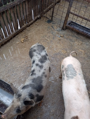 Grăsuni de vînzare 2 perechi masculii sunt castrați  - imagine 3