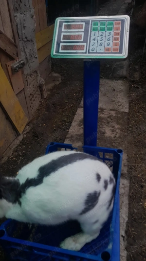  vand carne de iepure - imagine 2