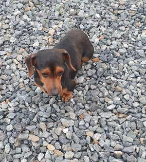 Teckel pitic, 10 luni, vaccinuri la zi, foarte cuminte - imagine 3