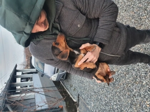 Teckel pitic, 10 luni, vaccinuri la zi, foarte cuminte - imagine 4