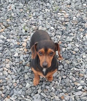 Teckel pitic, 10 luni, vaccinuri la zi, foarte cuminte - imagine 2