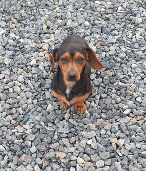 Teckel pitic, 10 luni, vaccinuri la zi, foarte cuminte