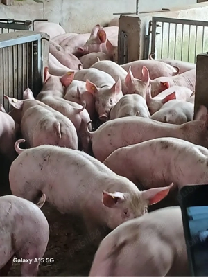 purcei de carne    - imagine 4