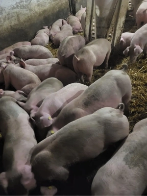 purcei de carne    - imagine 3