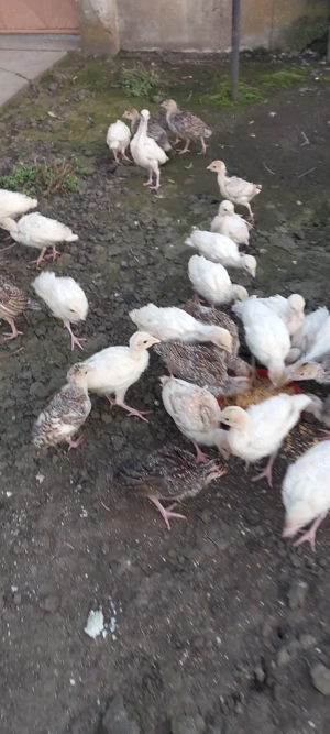 curci de casa țărănești 