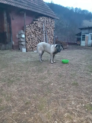 Vând Kangal  - imagine 3