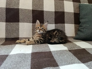 Maine coon băieței și fetițe 