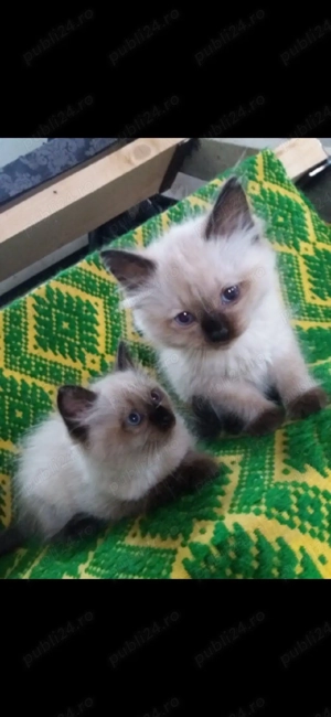 Ragdoll     - imagine 2