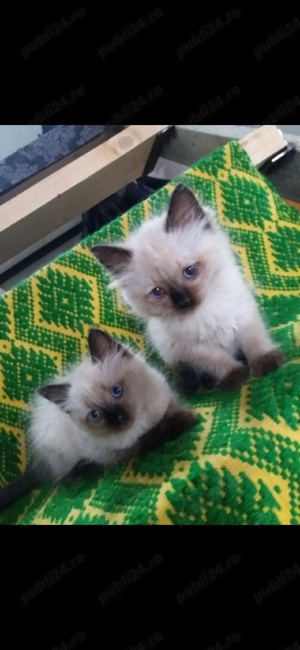 Ragdoll     - imagine 3