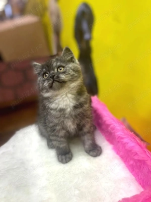 British shorthair pisoiași  - imagine 4