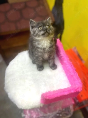 British shorthair pisoiași 