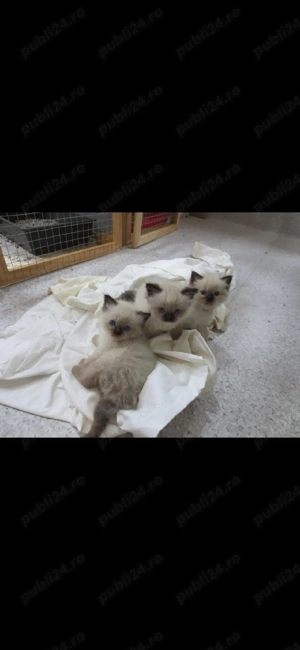 Ragdoll    - imagine 3