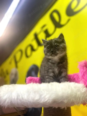 British shorthair pisoiași  - imagine 2