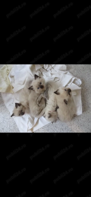 Ragdoll    - imagine 2