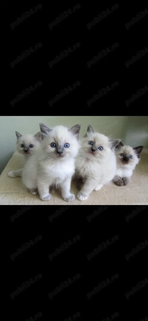 Ragdoll    - imagine 2