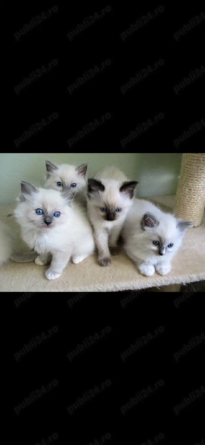 Ragdoll    - imagine 3