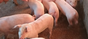 Purcei de vinzare - imagine 2