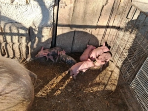 scroafa cu 6 purcei  - imagine 3