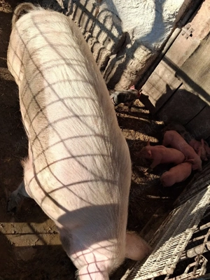 scroafa cu 6 purcei  - imagine 5