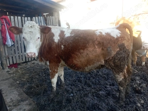 Junincă tânără bălțată românească 